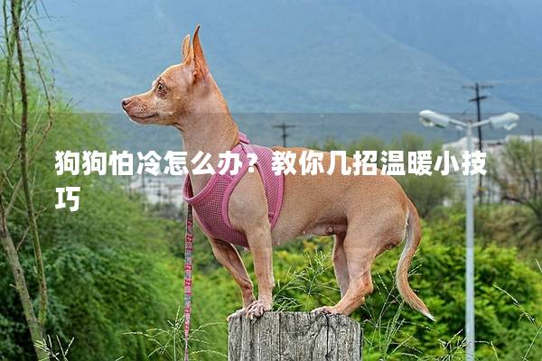 狗狗怕冷怎么辦？教你幾招溫暖小技巧