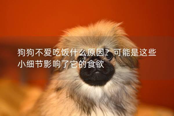 狗狗不愛吃飯什么原因？可能是這些小細(xì)節(jié)影響了它的食欲
