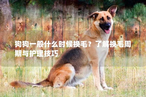 狗狗一般什么時候換毛？了解換毛周期與護理技巧