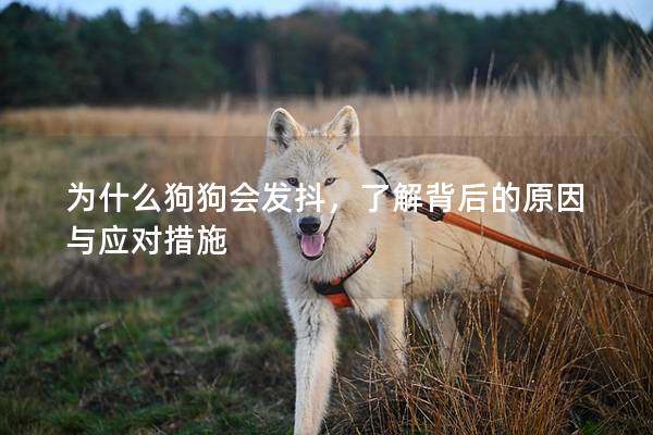 為什么狗狗會發抖，了解背后的原因與應對措施