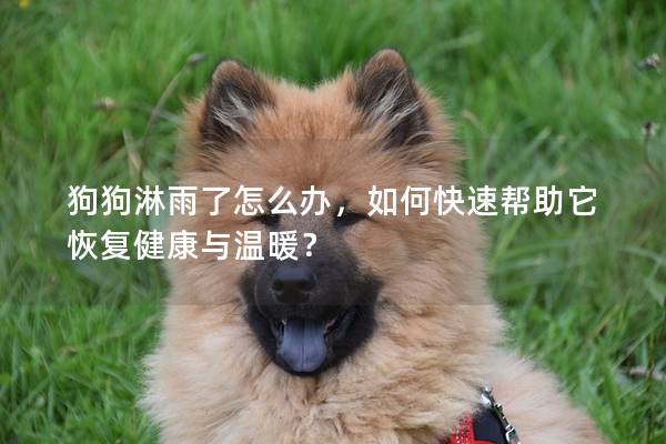 狗狗淋雨了怎么辦,如何快速幫助它恢復健康與溫暖? 狗狗淋雨了怎么辦,如何快速幫助它恢復健康與溫暖?