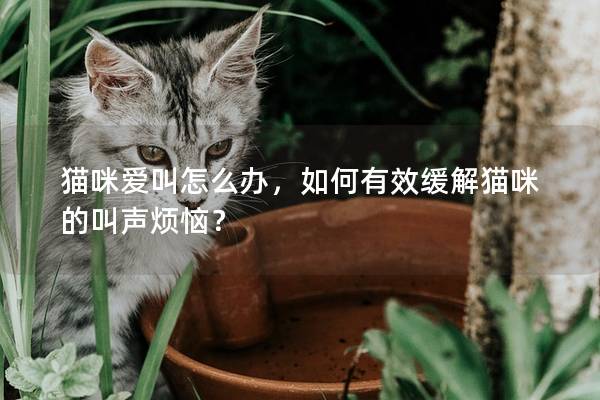 貓咪愛叫怎么辦，如何有效緩解貓咪的叫聲煩惱？