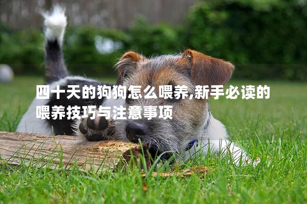 四十天的狗狗怎么喂養(yǎng),新手必讀的喂養(yǎng)技巧與注意事項(xiàng) 四十天的狗狗怎么喂養(yǎng),新手必讀的喂養(yǎng)技巧與注意事項(xiàng)