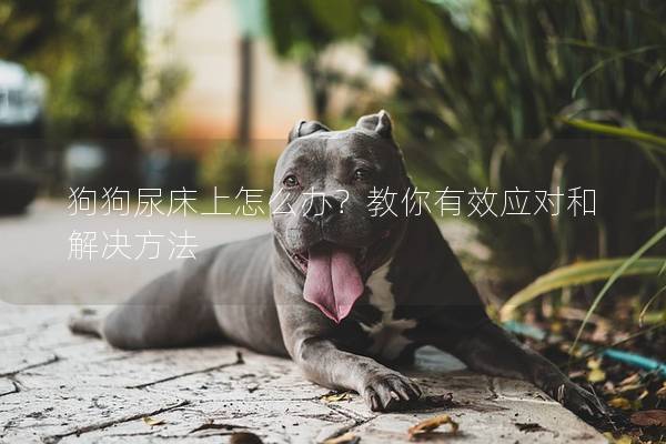 狗狗尿床上怎么辦？教你有效應對和解決方法