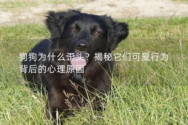 狗狗為什么歪頭?揭秘它們可愛行為背后的心理原因 狗狗為什么歪頭?揭秘它們可愛行為背后的心理原因