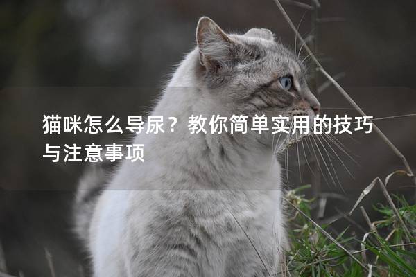 貓咪怎么導尿？教你簡單實用的技巧與注意事項