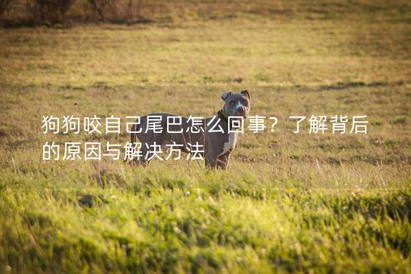 狗狗咬自己尾巴怎么回事？了解背后的原因與解決方法