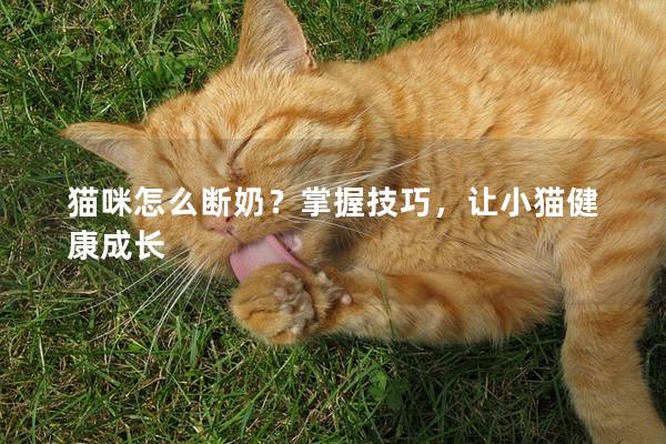 貓咪怎么斷奶？掌握技巧，讓小貓健康成長