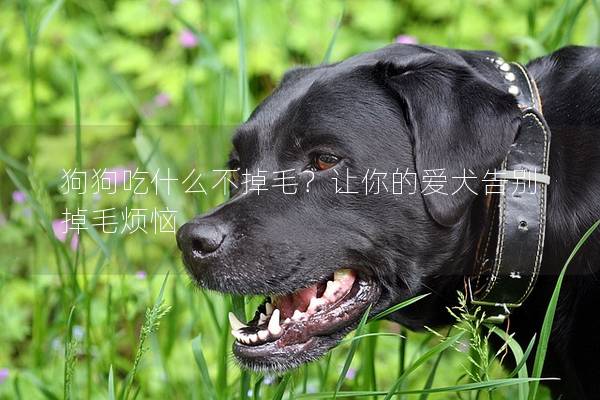 狗狗吃什么不掉毛？讓你的愛犬告別掉毛煩惱
