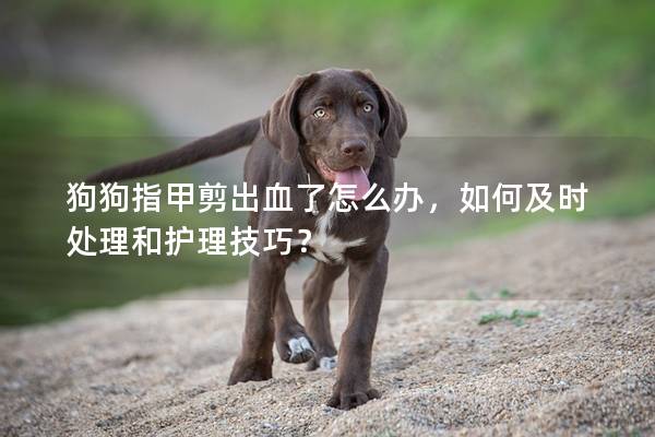 狗狗指甲剪出血了怎么辦，如何及時處理和護理技巧？