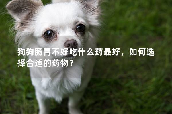 狗狗腸胃不好吃什么藥最好，如何選擇合適的藥物？