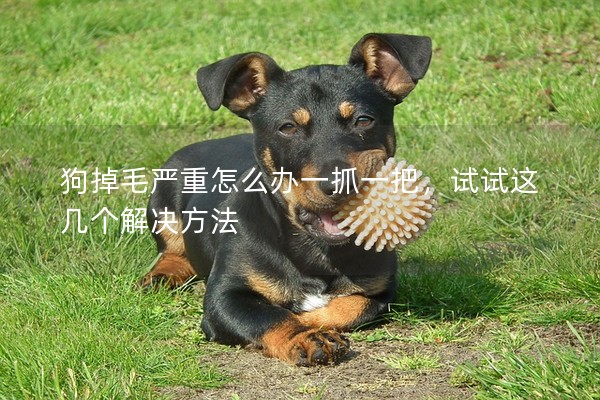 狗掉毛嚴重怎么辦一抓一把，試試這幾個解決方法