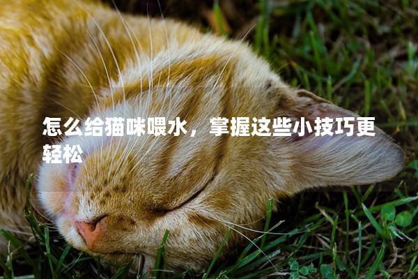 怎么給貓咪喂水，掌握這些小技巧更輕松