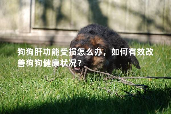 狗狗肝功能受損怎么辦，如何有效改善狗狗健康狀況？