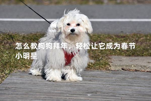 怎么教狗狗拜年，輕松讓它成為春節(jié)小明星
