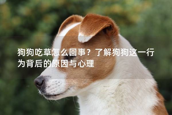 狗狗吃草怎么回事？了解狗狗這一行為背后的原因與心理