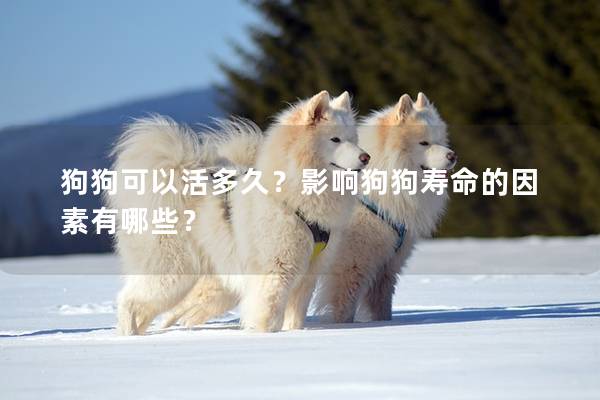 狗狗可以活多久？影響狗狗壽命的因素有哪些？