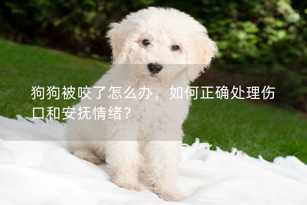 狗狗被咬了怎么辦，如何正確處理傷口和安撫情緒？