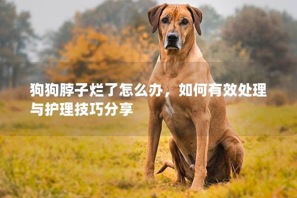 狗狗脖子爛了怎么辦，如何有效處理與護理技巧分享