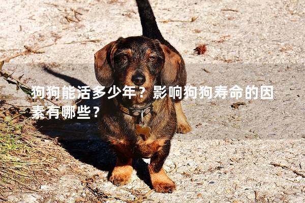 狗狗能活多少年?影響狗狗壽命的因素有哪些? 狗狗能活多少年?影響狗狗壽命的因素有哪些?