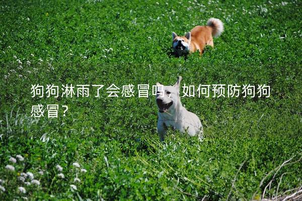 狗狗淋雨了會感冒嗎，如何預防狗狗感冒？
