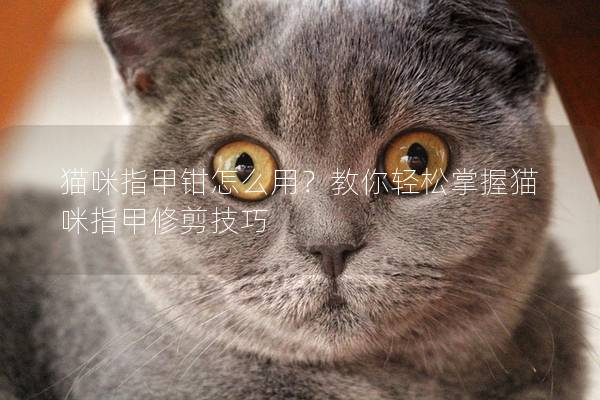 貓咪指甲鉗怎么用？教你輕松掌握貓咪指甲修剪技巧