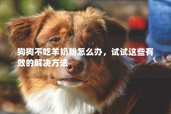 狗狗不吃羊奶粉怎么辦，試試這些有效的解決方法