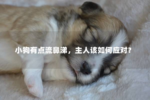 小狗有點流鼻涕，主人該如何應對？