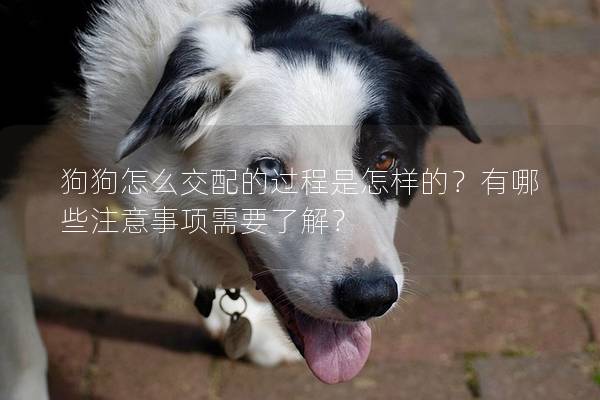 狗狗怎么交配的過程是怎樣的？有哪些注意事項需要了解？