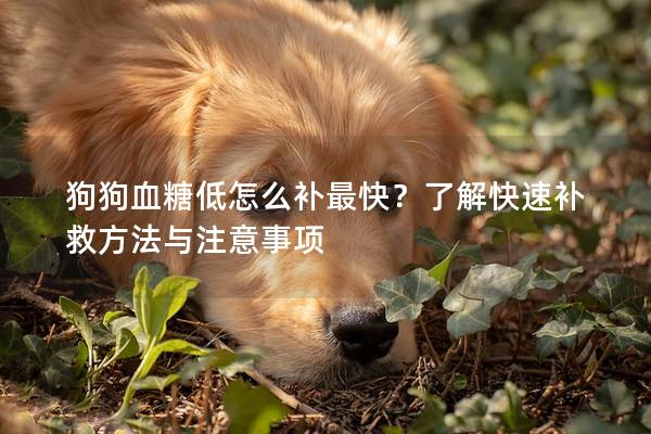 狗狗血糖低怎么補最快？了解快速補救方法與注意事項