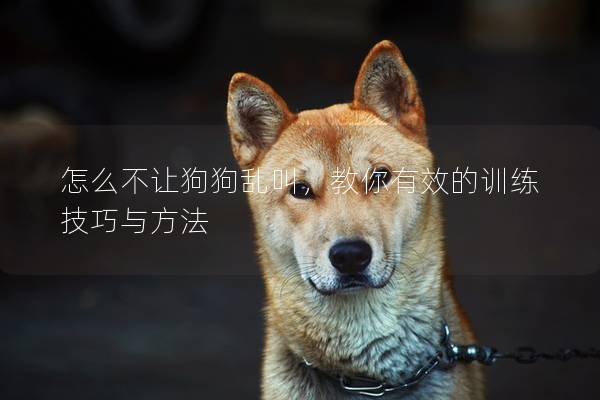 怎么不讓狗狗亂叫，教你有效的訓(xùn)練技巧與方法