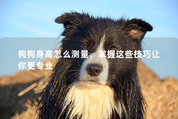狗狗身高怎么測量，掌握這些技巧讓你更專業