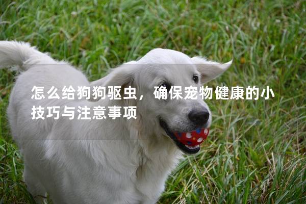 怎么給狗狗驅(qū)蟲(chóng)，確保寵物健康的小技巧與注意事項(xiàng)