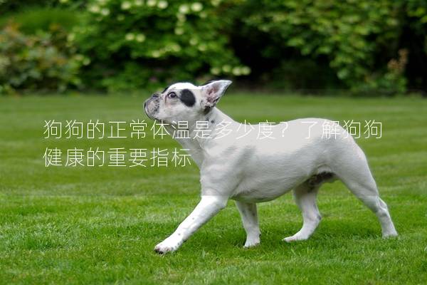 狗狗的正常體溫是多少度？了解狗狗健康的重要指標(biāo)
