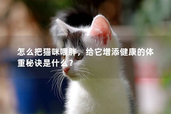 怎么把貓咪喂胖，給它增添健康的體重秘訣是什么？