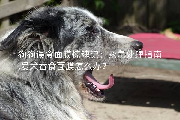 狗狗誤食面膜驚魂記:緊急處理指南,愛犬吞食面膜怎么辦? 狗狗誤食面膜驚魂記:緊急處理指南,愛犬吞食面膜怎么辦?