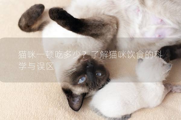 貓咪一頓吃多少？了解貓咪飲食的科學(xué)與誤區(qū)
