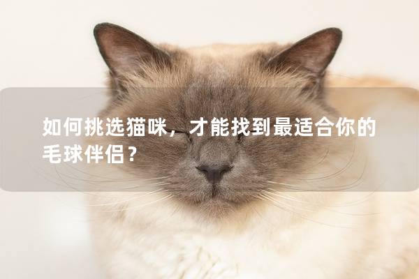 如何挑選貓咪，才能找到最適合你的毛球伴侶？