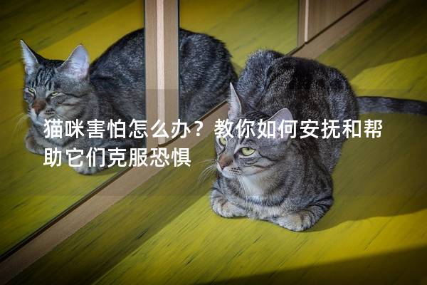 貓咪害怕怎么辦？教你如何安撫和幫助它們克服恐懼