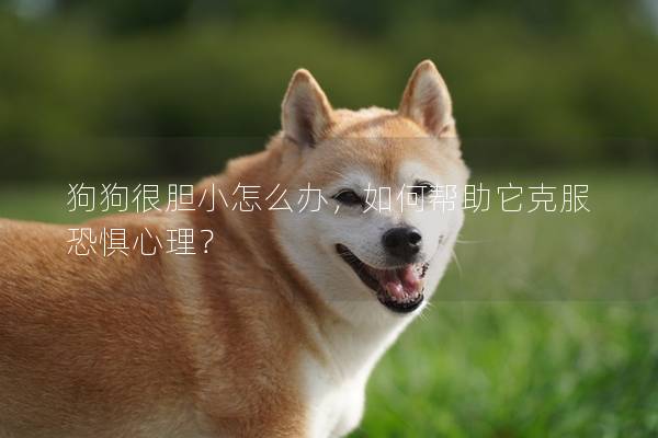 狗狗很膽小怎么辦，如何幫助它克服恐懼心理？