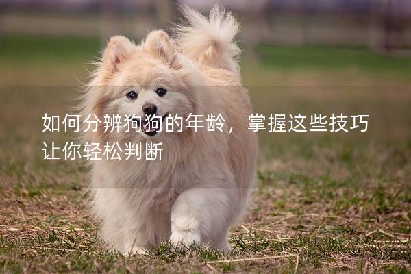 如何分辨狗狗的年齡,掌握這些技巧讓你輕松判斷 如何分辨狗狗的年齡,掌握這些技巧讓你輕松判斷