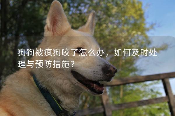 狗狗被瘋狗咬了怎么辦，如何及時處理與預(yù)防措施？
