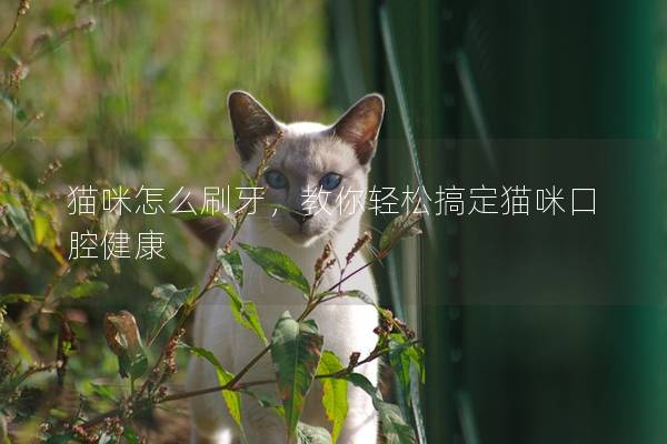 貓咪怎么刷牙,教你輕松搞定貓咪口腔健康