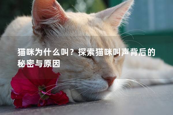 貓咪為什么叫?探索貓咪叫聲背后的秘密與原因 貓咪為什么叫?探索貓咪叫聲背后的秘密與原因