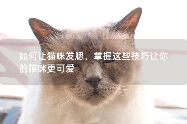 如何讓貓咪發(fā)腮，掌握這些技巧讓你的貓咪更可愛