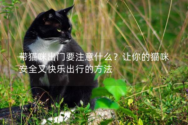 帶貓咪出門要注意什么?讓你的貓咪安全又快樂出行的方法 帶貓咪出門要注意什么?讓你的貓咪安全又快樂出行的方法