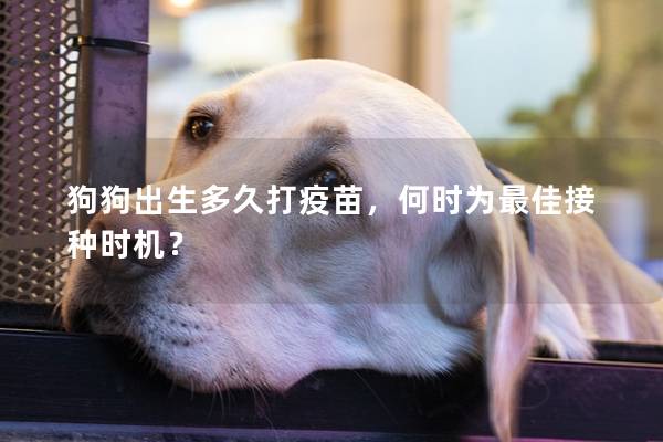 狗狗出生多久打疫苗，何時為最佳接種時機？