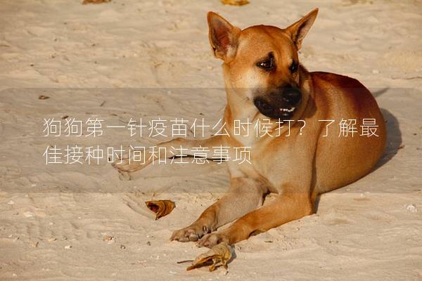 狗狗第一針疫苗什么時(shí)候打？了解最佳接種時(shí)間和注意事項(xiàng)