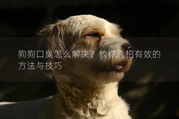 狗狗口臭怎么解決？教你幾招有效的方法與技巧