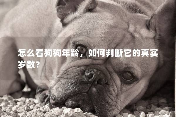 怎么看狗狗年齡,如何判斷它的真實歲數(shù)? 怎么看狗狗年齡,如何判斷它的真實歲數(shù)?